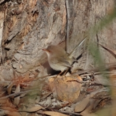 Malurus cyaneus (Superb Fairywren) at Bruce Ridge to Gossan Hill - 18 Jul 2020 by AndyRussell