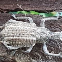 Leptopius robustus (Fruit tree root weevil) at Fraser, ACT - 22 Jul 2020 by trevorpreston