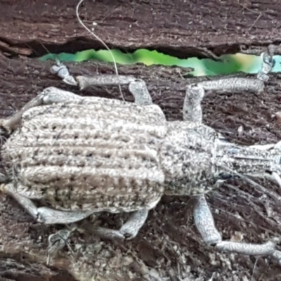 Leptopius robustus (Fruit tree root weevil) at Fraser, ACT - 22 Jul 2020 by tpreston