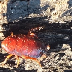 Blattodea sp. (order) (Unidentified cockroach) at Fraser, ACT - 22 Jul 2020 by tpreston