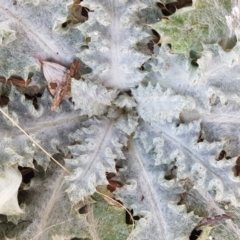 Onopordum acanthium (Scotch Thistle) at Fraser, ACT - 22 Jul 2020 by trevorpreston