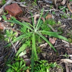 Senecio prenanthoides (Common Forest Fireweed) at Bruce, ACT - 18 Jul 2020 by AndyRussell