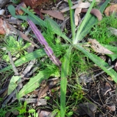 Senecio prenanthoides at Bruce, ACT - 18 Jul 2020