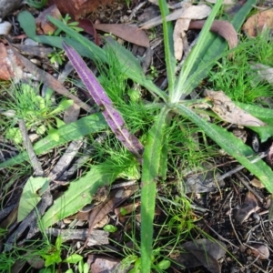 Senecio prenanthoides at Bruce, ACT - 18 Jul 2020