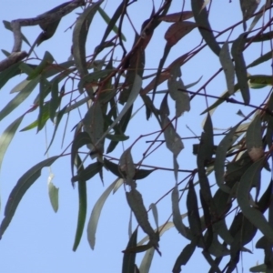 Eucalyptus mannifera at Bruce, ACT - 18 Jul 2020