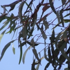 Eucalyptus mannifera (Brittle Gum) at Bruce, ACT - 18 Jul 2020 by AndyRussell