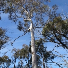 Eucalyptus mannifera at Bruce, ACT - 18 Jul 2020