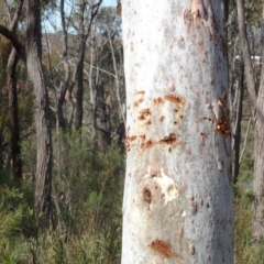 Eucalyptus mannifera at Bruce, ACT - 18 Jul 2020