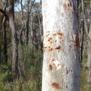 Eucalyptus mannifera at Bruce, ACT - 18 Jul 2020