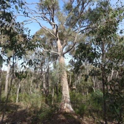 Eucalyptus rossii (Inland Scribbly Gum) at Bruce Ridge to Gossan Hill - 18 Jul 2020 by AndyRussell