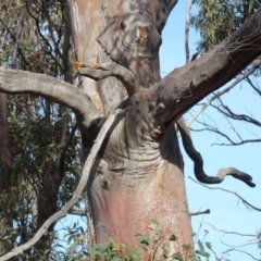 Eucalyptus rossii at Bruce, ACT - 18 Jul 2020 12:35 PM