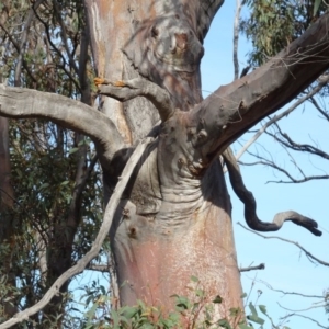 Eucalyptus rossii at Bruce, ACT - 18 Jul 2020