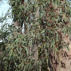 Eucalyptus rossii at Bruce, ACT - 18 Jul 2020 12:35 PM