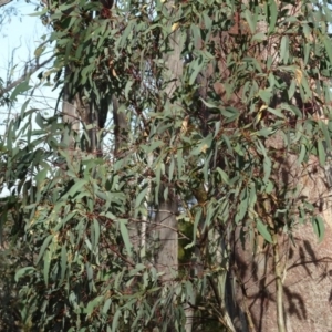 Eucalyptus rossii at Bruce, ACT - 18 Jul 2020