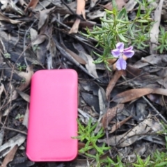 Coopernookia barbata (Purple Coopernookia) at Wingecarribee Local Government Area - 15 Jul 2020 by GlossyGal