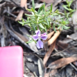 Coopernookia barbata at Mittagong, NSW - 15 Jul 2020 11:20 AM