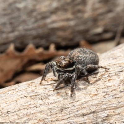 Jotus auripes (Jumping spider) at Stromlo, ACT - 21 Jul 2020 by Roger