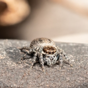 Euophryinae sp.(Undescribed) (subfamily) at Latham, ACT - 22 Jul 2020