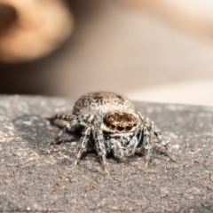 Euophryinae sp.(Undescribed) (subfamily) (A jumping spider) at Latham, ACT - 22 Jul 2020 by Roger