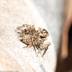 Euophryinae sp.(Undescribed) (subfamily) at Latham, ACT - 22 Jul 2020