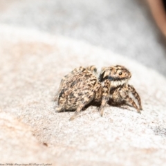 Euophryinae sp.(Undescribed) (subfamily) at Latham, ACT - 22 Jul 2020