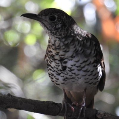 Zoothera lunulata (Bassian Thrush) at Acton, ACT - 22 Jul 2020 by HelenCross