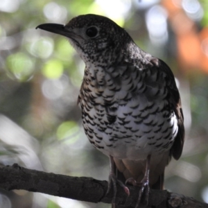 Zoothera lunulata at Acton, ACT - 22 Jul 2020