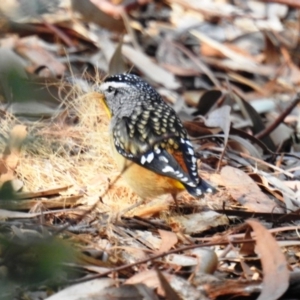 Pardalotus punctatus at Acton, ACT - 22 Jul 2020