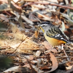 Pardalotus punctatus at Acton, ACT - 22 Jul 2020