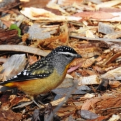 Pardalotus punctatus at Acton, ACT - 22 Jul 2020