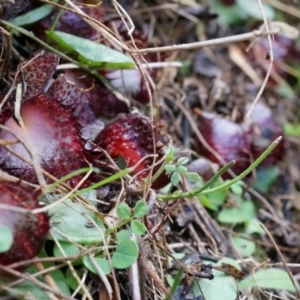 Corysanthes hispida at Tennent, ACT - suppressed