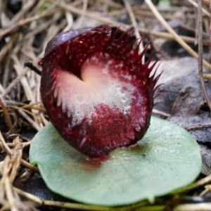 Corysanthes hispida at Tennent, ACT - suppressed