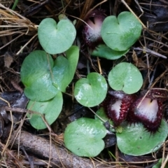 Corysanthes hispida at Tennent, ACT - suppressed