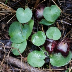 Corysanthes hispida at Tennent, ACT - 6 Apr 2014