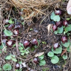 Corysanthes hispida at Tennent, ACT - suppressed