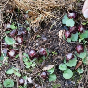 Corysanthes hispida at Tennent, ACT - 6 Apr 2014