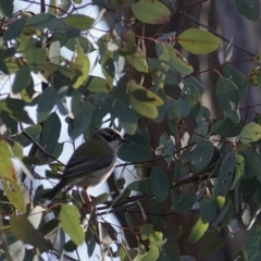 Melithreptus brevirostris (Brown-headed Honeyeater) at Majura, ACT - 22 Jul 2020 by MargD