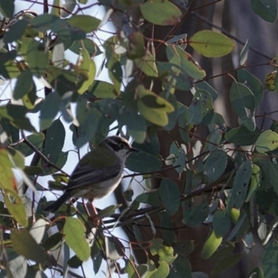 Melithreptus brevirostris (Brown-headed Honeyeater) at Mount Ainslie - 21 Jul 2020 by MargD