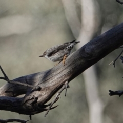 Daphoenositta chrysoptera (Varied Sittella) at Mount Ainslie - 21 Jul 2020 by MargD