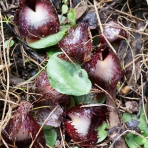 Corysanthes hispida at Tennent, ACT - 6 Apr 2014