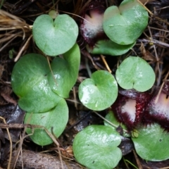 Corysanthes hispida at Tennent, ACT - 6 Apr 2014