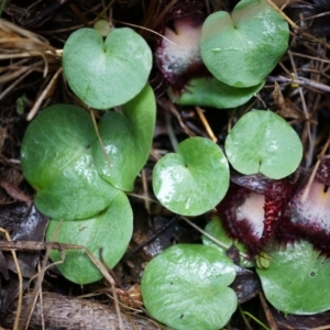 Corysanthes hispida at Tennent, ACT - 6 Apr 2014