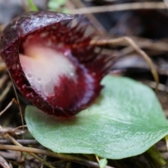 Corysanthes hispida at Tennent, ACT - 6 Apr 2014