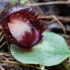 Corysanthes hispida at Tennent, ACT - 6 Apr 2014