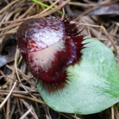 Corysanthes hispida at Tennent, ACT - 6 Apr 2014