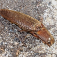Elateridae sp. (family) (Unidentified click beetle) at Coolumburra, NSW - 22 Jul 2020 by Harrisi