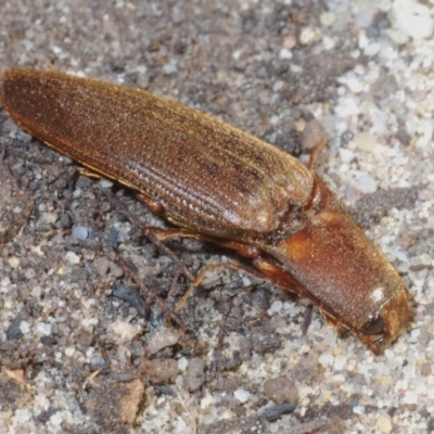 Elateridae (family) (Unidentified click beetle) at Coolumburra, NSW - 22 Jul 2020 by Harrisi