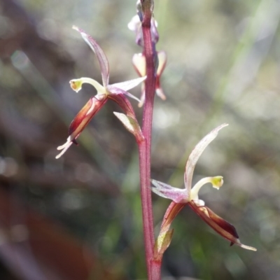 Acianthus exsertus (Large Mosquito Orchid) at Black Mountain - 12 Apr 2014 by AaronClausen