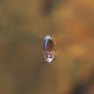 Gyrinidae sp. (family) (Unidentified whirligig beetle) at Currowan, NSW - 21 Jul 2020 by Harrisi