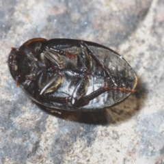 Hydrophilidae (family) at Currowan, NSW - 21 Jul 2020 01:57 PM